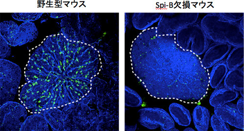 Spi-B欠損マウスにおけるM細胞の消失の図