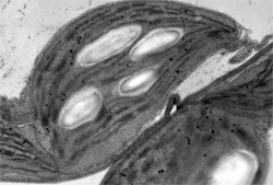 葉緑体を透過電子顕微鏡で見た写真