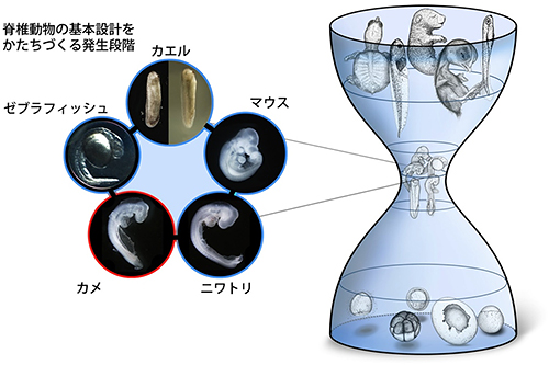 特異な進化を遂げたカメも従う「発生砂時計モデル」の図