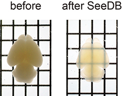 Photos of mouse brain before and after treatment with SeeDB