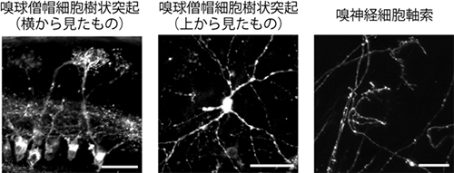 マウス死後脳をDiIで標識し、SeeDBで透明化の図(左：嗅球僧帽細胞樹状突起（横から見たもの）。中央：嗅球僧帽細胞樹状突起（上から見たもの）。右：嗅神経細胞軸索。)