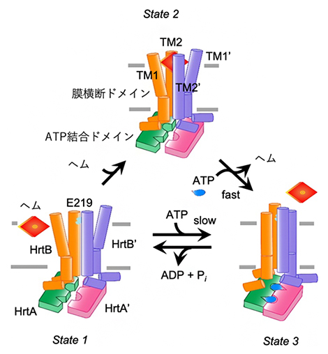 HrtBAタンパク質がATP依存的に細胞膜からヘムを汲み出すモデルの図