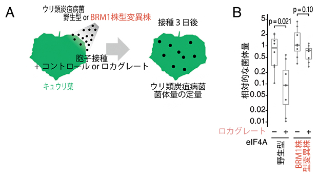 BRM1株型のeIF4Aのロカグレートによる感染阻害の回避の図