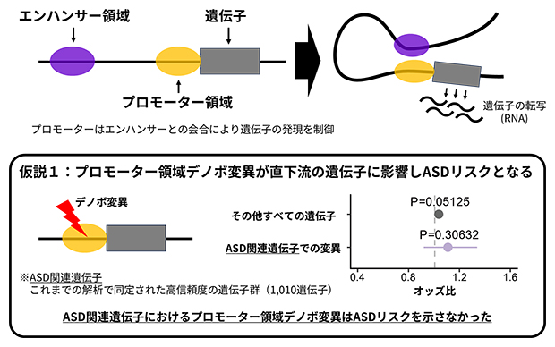 プロモーター領域デノボ変異の直下流遺伝子におけるASDリスク評価の図