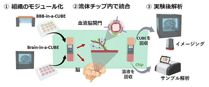 組織モジュール「Tissue-in-a-CUBE」を用いたプラットフォームの概要図
