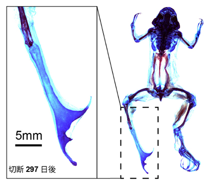 hoxc12の過剰発現により部分的に再生能力が回復したアフリカツメガエルの成体四肢再生の図