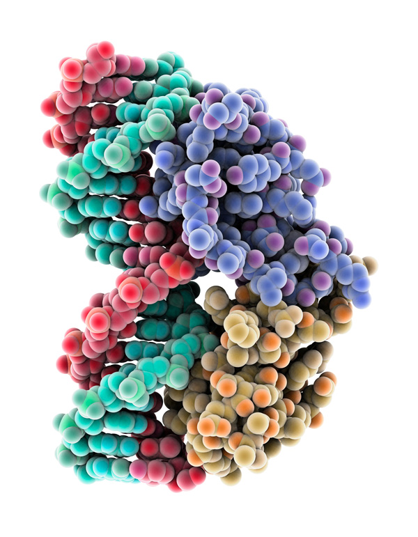 image if a molecular model of the DNA-binding region of an androgen receptor